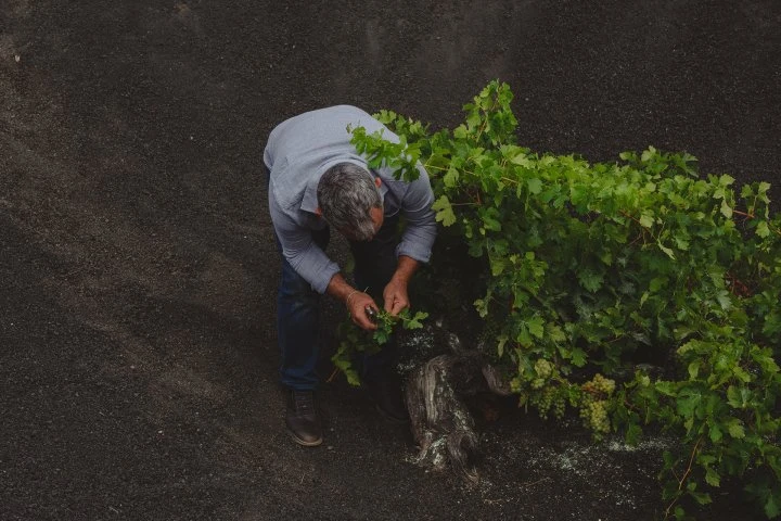 Bodegas Timanfaya - Lanzarote - Vineyards