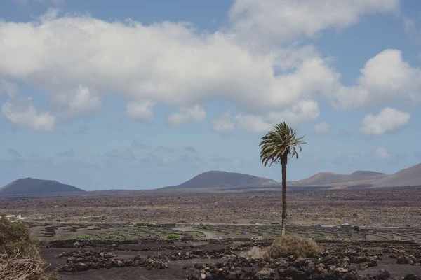 Bodegas Timanfaya - Lanzarote