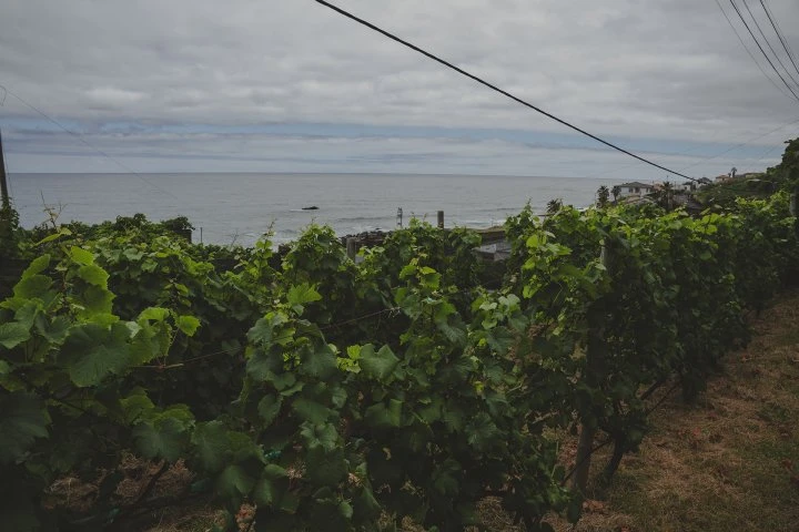 Companhia de Vinhos dos Profetas e dos Villões - Madeira - Vigne