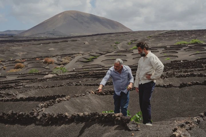 Bodegas Timanfaya - Lanzarote - Vineyards