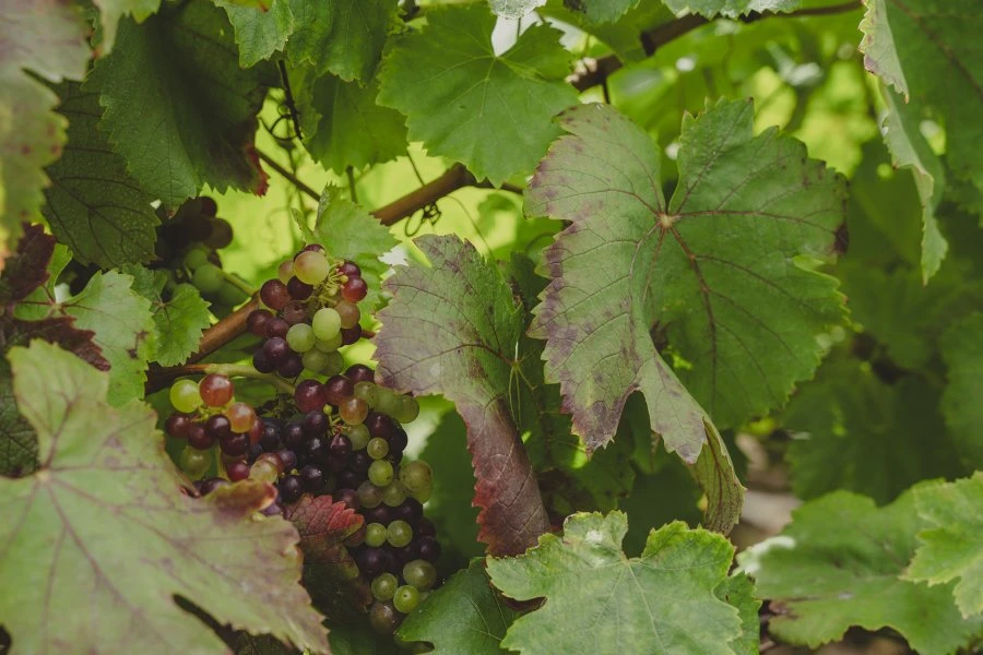 Companhia de Vinhos dos Profetas e dos Villões - Tinta Negra Vale São Vicente