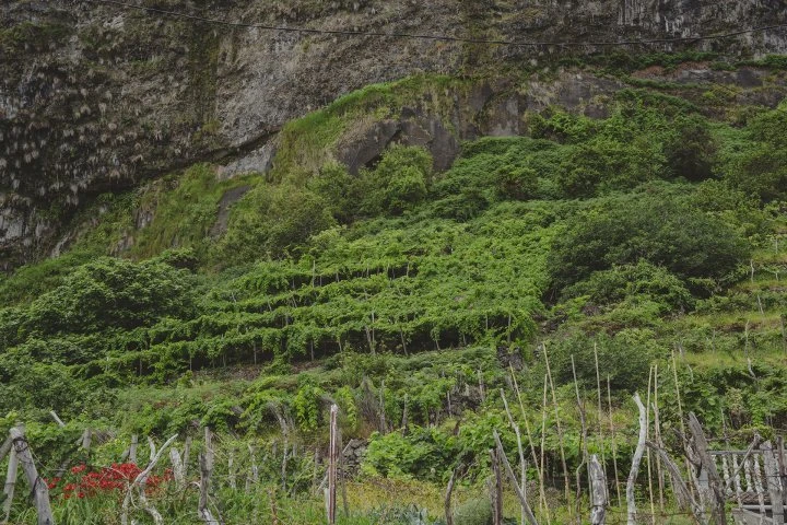 Companhia de Vinhos dos Profetas e dos Villões - Madeira - Vigne