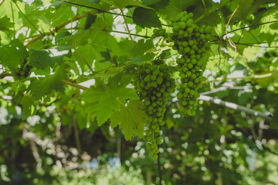 Companhia de Vinhos dos Profetas e dos Villões - Sercial dos Villões