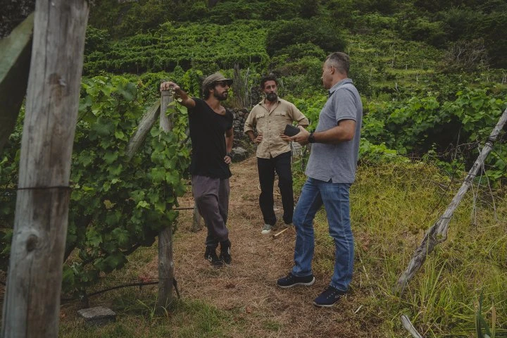 Companhia de Vinhos dos Profetas e dos Villões - Madeira - Vigne