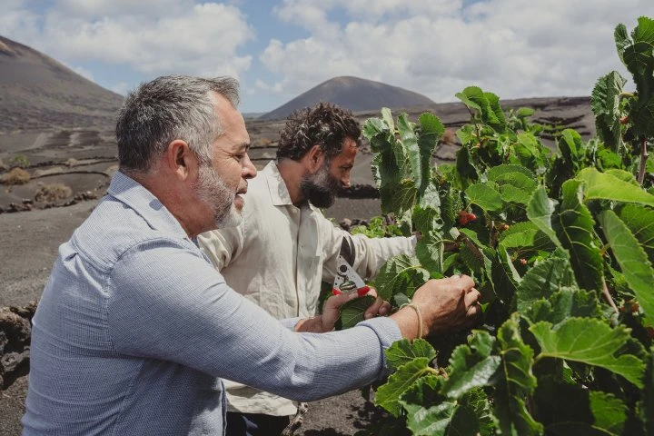 Bodegas Timanfaya - Lanzarote - Vigne