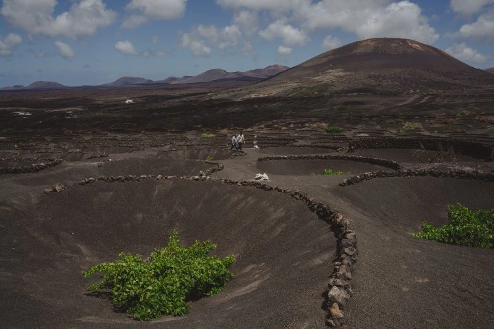 Bodegas Timanfaya - Lanzarote - Vineyards