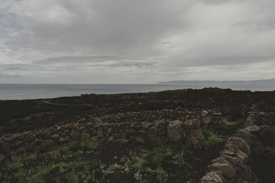 Arinto dos Azores - Azores Wine Company - Azzorre