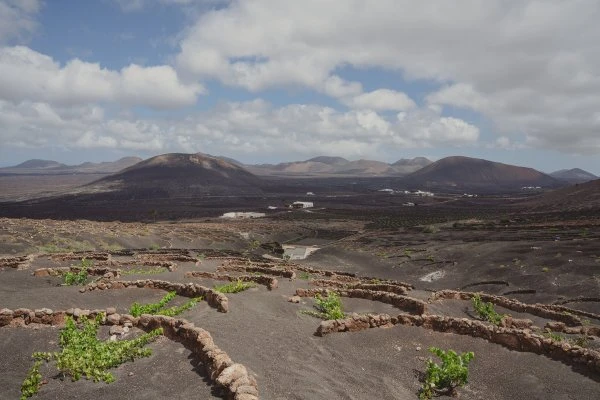 Bodegas Timanfaya - Lanzarote - Vigne