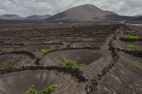 Bodegas Timanfaya - Lanzarote - Vineyards