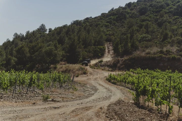 Château de Bormettes - Provence - Vineyards