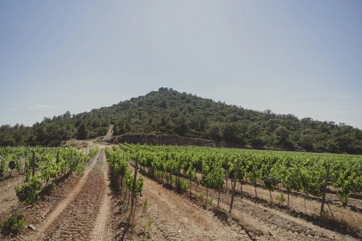 Château de Bormettes - Provence - Vineyards