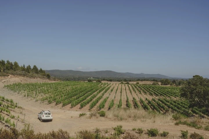 Château de Bormettes - Provenza - Vigne