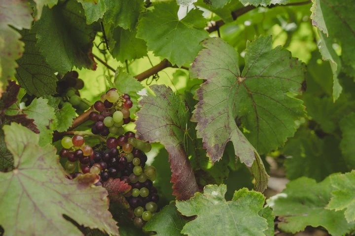 Companhia de Vinhos dos Profetas e dos Villões - Madeira - Vigne