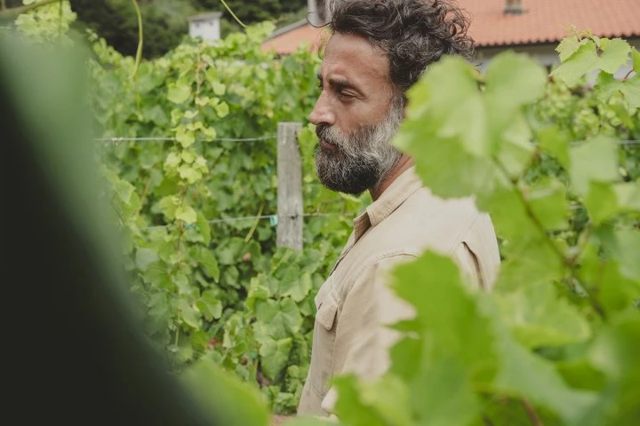 Companhia de Vinhos dos Profetas e dos Villões - Madeira - Vigne