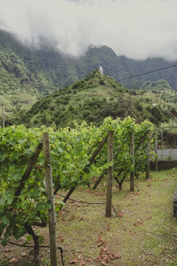 Companhia de Vinhos dos Profetas e dos Villões - Madeira - Tinta Negra Vale São Vicente 