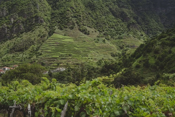 Companhia de Vinhos dos Profetas e dos Villões - Madeira - Vigne