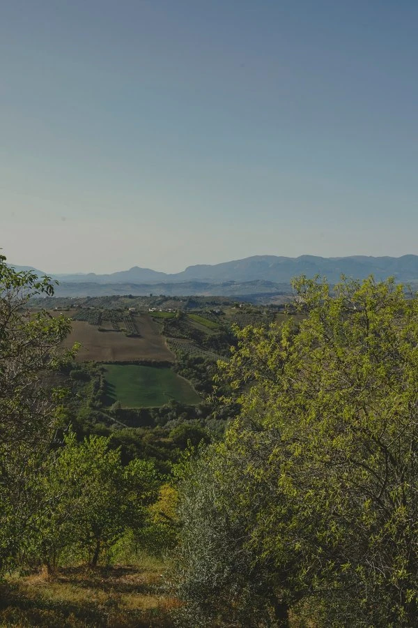 Fattoria dell'Orso - Abruzzo - Vineyard