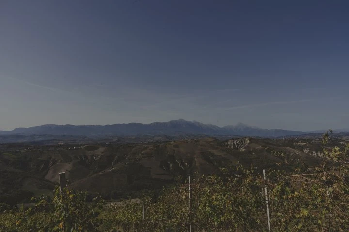 Fattoria dell'Orso - Abruzzo - Vigne