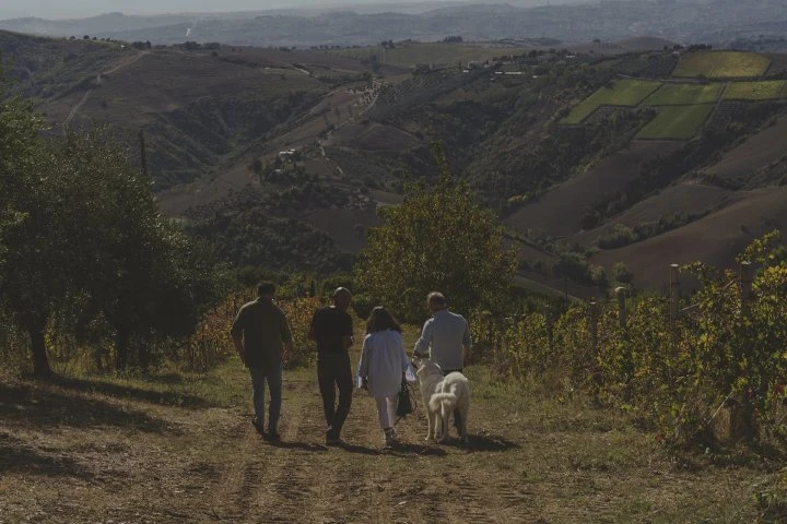 Fattoria dell'Orso - Abruzzo - Vigne