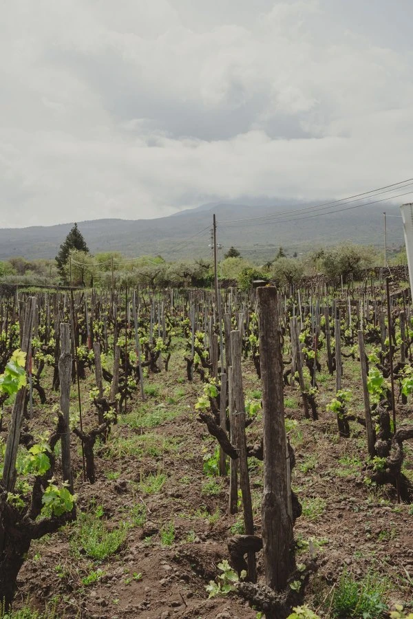 I vini di Luca - Sicily - Etna - Vineyards