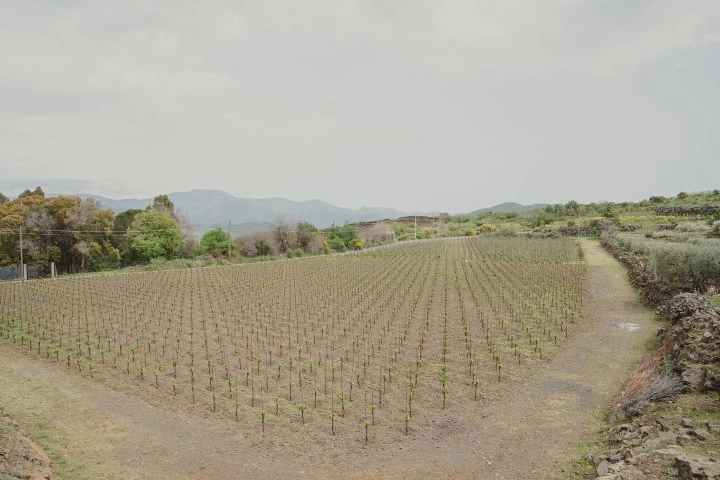 I vini di Luca - Sicilia - Etna - Vineyards