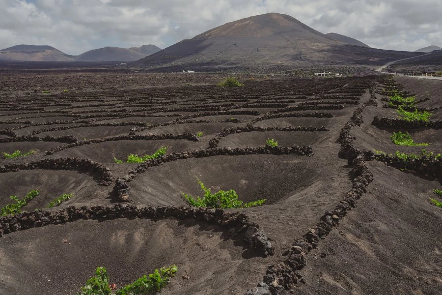 Malvasía Seco - Bodegas Timanfaya - Lanzarote