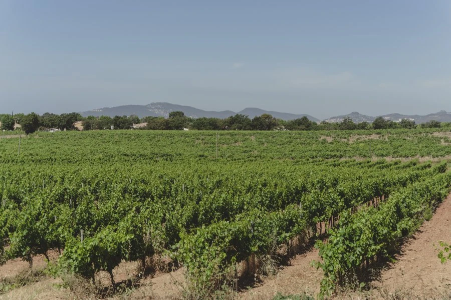 Provenza - Château de Bormettes - Instinct Parcellaire Blanc