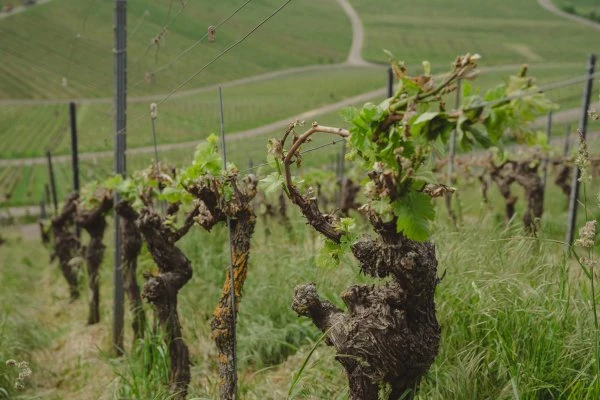 Weingut Schnaitmann - Germania - Vigna