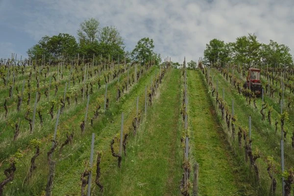 Weingut Schnaitmann - Germania - Vigna