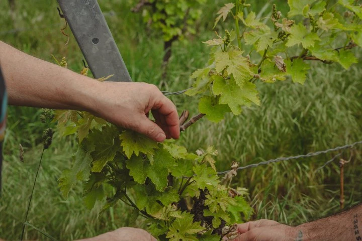 Weingut Schnaitmann - Germania - Vigna