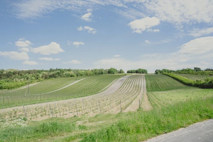 Winnica Kamil Barczentewicz - Polonia - Vigne - Jeep